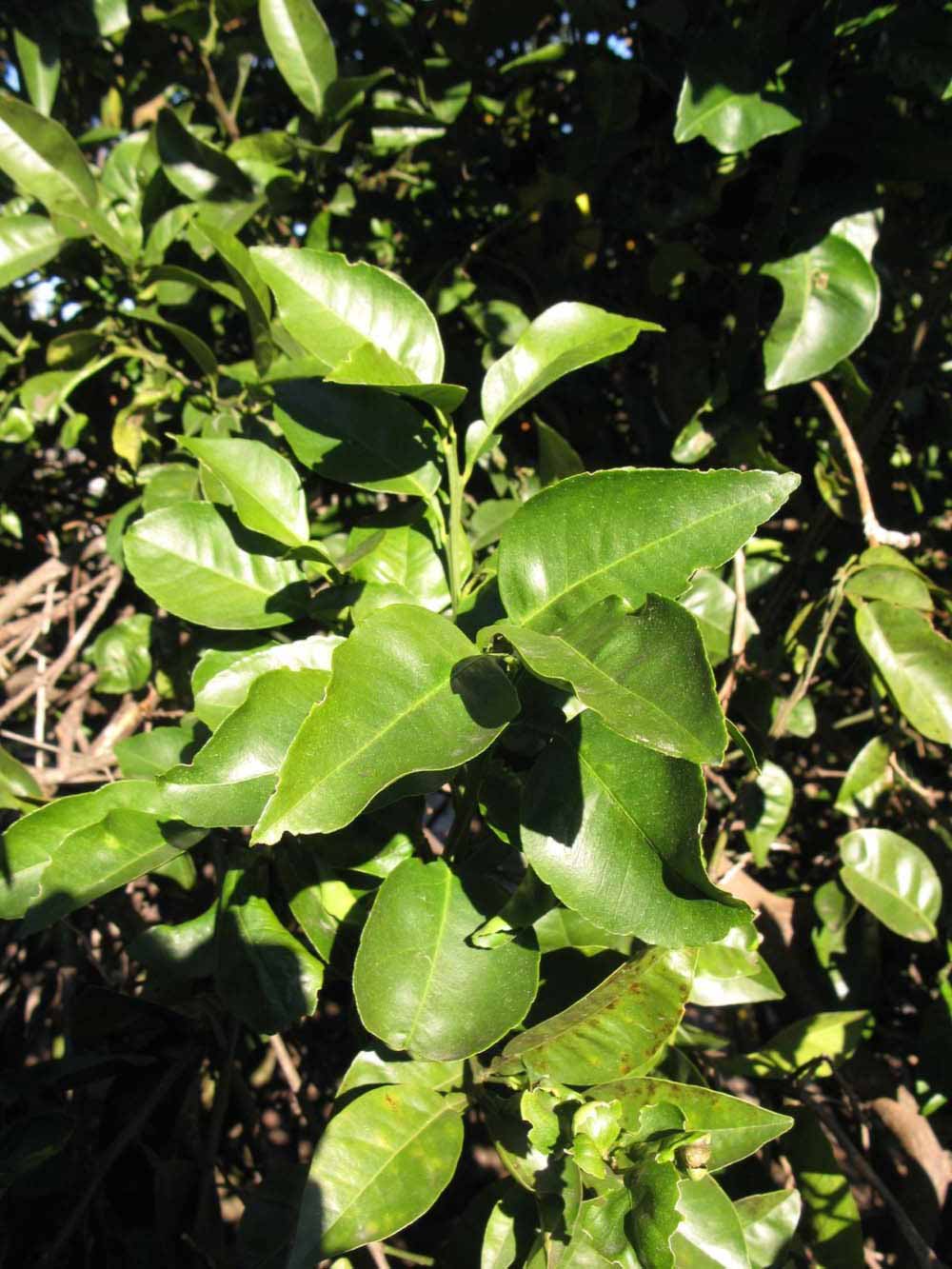            Sun leaves (Winter Haven, FL)   